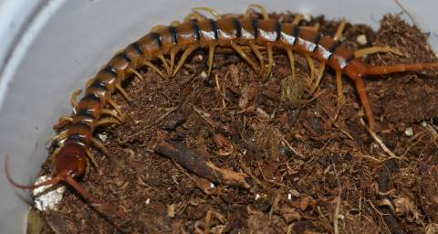 Tiger Centipedes