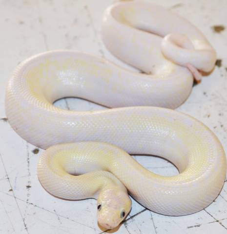 Baby Leucistic Colombian Rainbow Boas