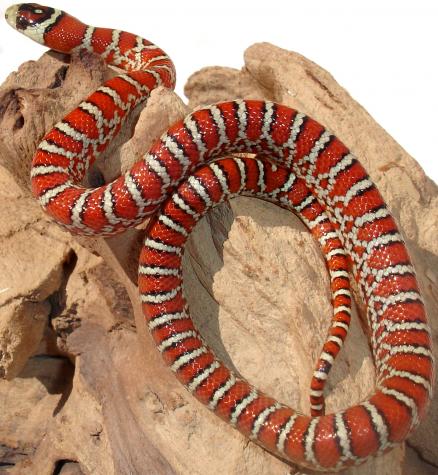 Baby Knoblochi Mountain Kingsnakes
