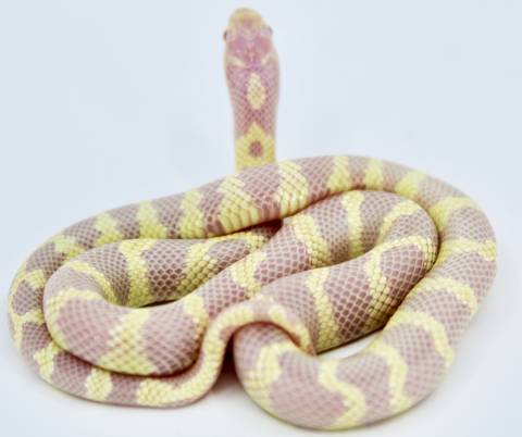 Baby Albino Banded California Kingsnakes