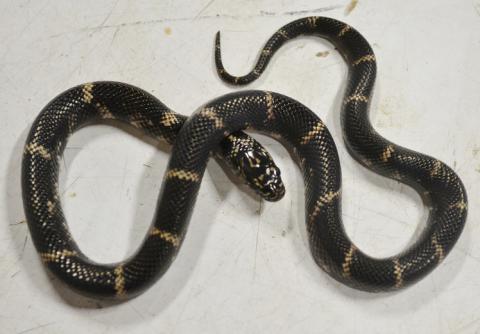 Baby Eastern Kingsnakes