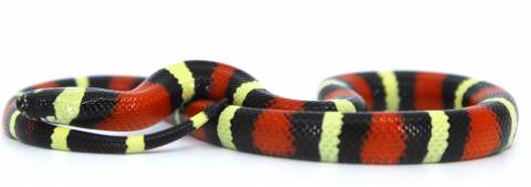 Baby Pueblan Milksnakes