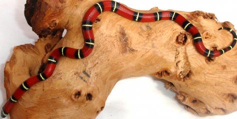 Baby Sinaloan Milksnakes