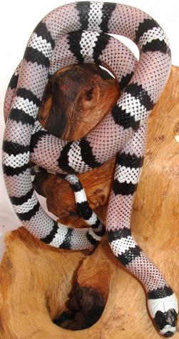 Baby Anery Honduran Milksnakes