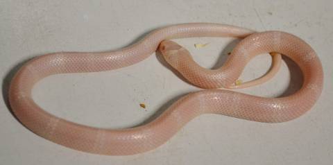 Baby Snow Honduran Milksnakes