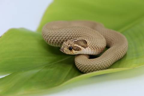 Baby Super Anaconda Western Hognose Snakes