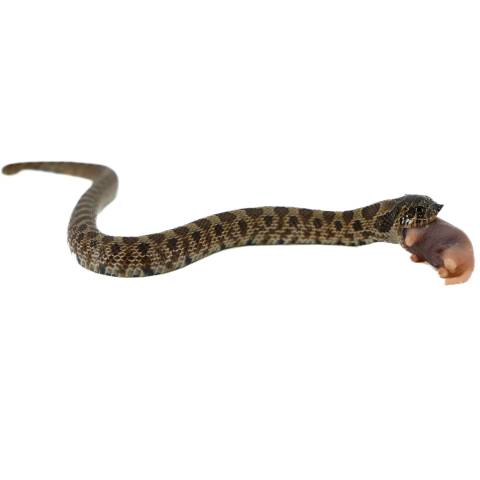 Baby Male Sable Western Hognose Snake 2