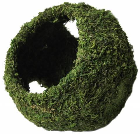 Galapagos Mossy Cave Green With Holes 8"