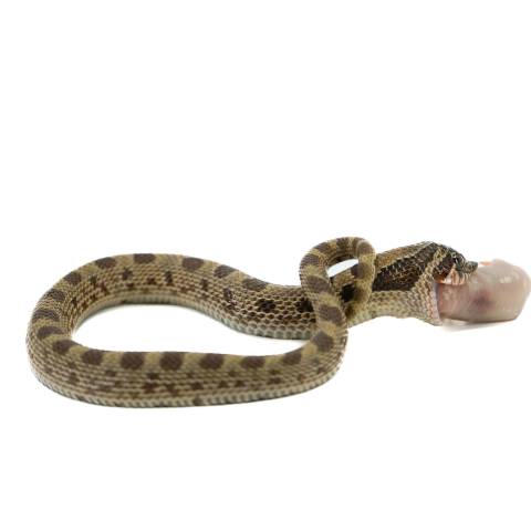 Baby Sable Anaconda Western Hognose Snake 3