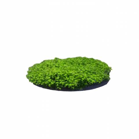 Penn Plax Aqua-Floras Moss Patch
