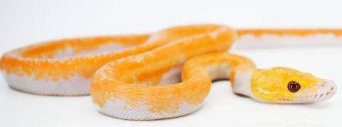Baby White Albino Piebald Reticulated Pythons