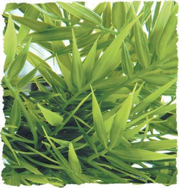 Zoo Med Madagascar Bamboo Bush Plant Medium