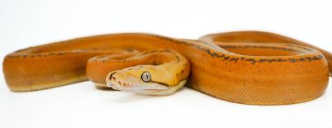 Baby Orange Glow Goldenchild Tiger Reticulated Pythons
