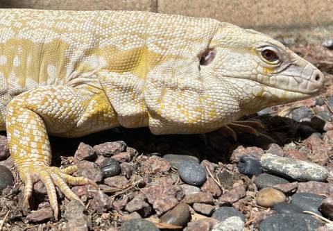 Adult Male Albino Tegu