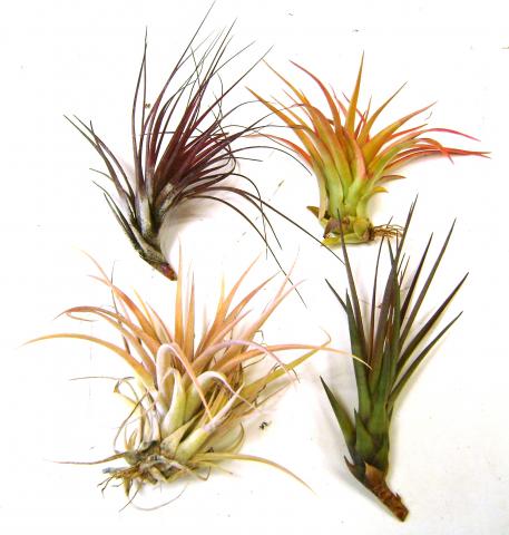 Medium Assorted Tillandsias
