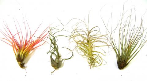 Large Assorted Tillandsias