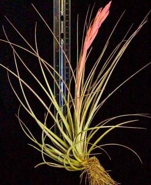 20 Assorted Tillandsias