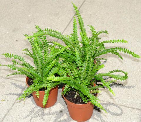 Assorted Live Fern Plants