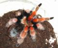 Mexican Fire Leg Tarantulas Sub Adult Females