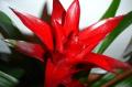 Small Live Bromeliads