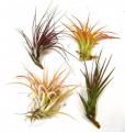 Medium Assorted Tillandsias