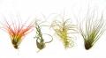 Large Assorted Tillandsias