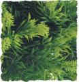 Zoo Med Malaysian Fern Bush Plant Large