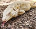 Adult Male Albino Tegu