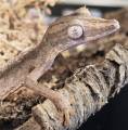 Lined Leaf Tailed Geckos