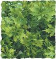Zoo Med Australian Maple Bush Plant Medium