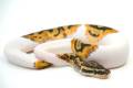 Baby Male Piebald Ball Pythons