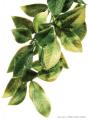 Exo Terra Mandarin Hanging Plant Large