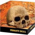 Exo Terra Primate Skull Terrarium Decor