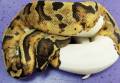 Medium Piebald Ball Pythons
