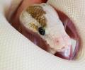 Baby Paradox BEL Ball Pythons