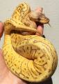 Baby Caramel Lemonblast Ball Pythons