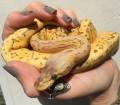 Baby Caramel Lemonblast Ball Pythons