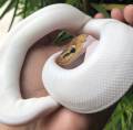 Baby Pinto Piebald Ball Pythons