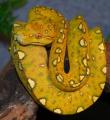 Small Red Biak Green Tree Pythons