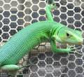 Baby Green Keeled Lizards