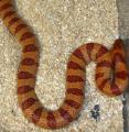 Adult Variable Kingsnakes