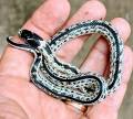 Baby High White Desert Kingsnakes