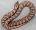 Baby Lavender Western Hognose Snakes