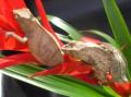Pygmy Leaf Chameleons