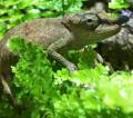 Boettger's chameleons (Blue Nose)