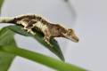 Baby Lily White Crested Geckos