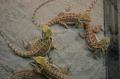 Medium Bearded Dragons