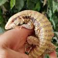 Baby Hurricane Albino Tegus