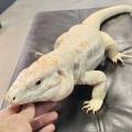 Baby Hurricane Albino Tegus