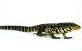 Baby Argentine Black & White Tegus